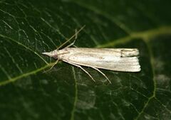 Agriphila geniculea