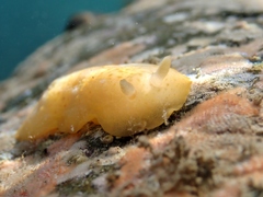 Dendrodoris citrina