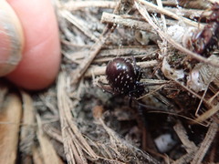 Steatoda capensis