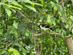 Gracupica nigricollis