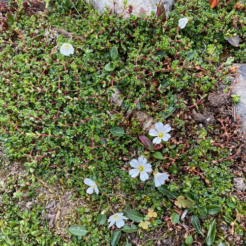Mouse-ear chickweed (Cerastium arcticum)