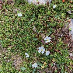 Cerastium nigrescens arcticum