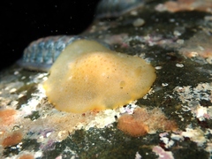 Dendrodoris citrina