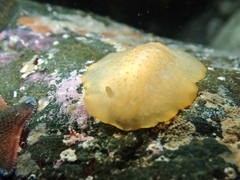 Dendrodoris citrina