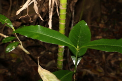 Ixora beckleri