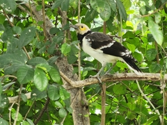 Gracupica nigricollis