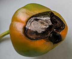 Sclerotinia sclerotiorum