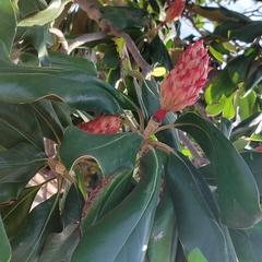 Magnolia grandiflora