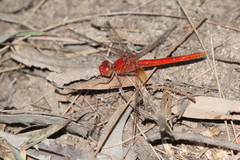 Diplacodes haematodes