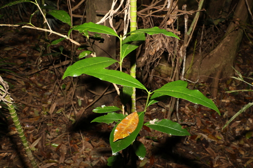 Image of Ixora beckleri by (c) Greg Tasney, some rights reserved (CC BY-SA)
