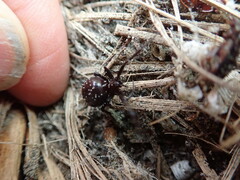 Steatoda capensis