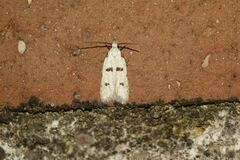 Stibaromacha ratella