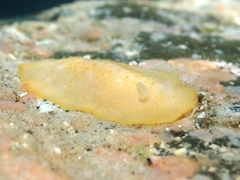 Dendrodoris citrina