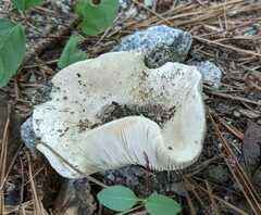 Russula delica