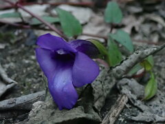 Torenia concolor