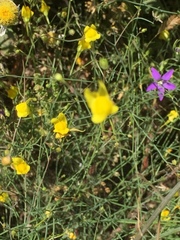 Linaria spartea