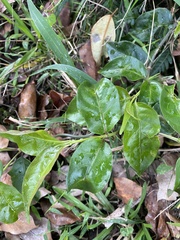 Gynochthodes jasminoides