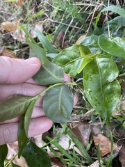 Gynochthodes jasminoides