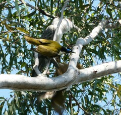 Entomyzon cyanotis