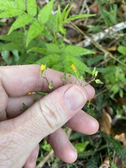 Youngia japonica