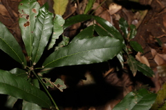 Carronia multisepalea