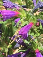 Echium rosulatum