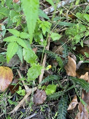 Youngia japonica