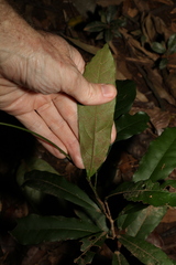 Carronia multisepalea