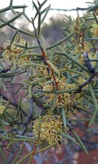 Hakea preissii