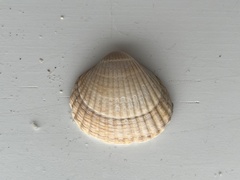 Cerastoderma edule