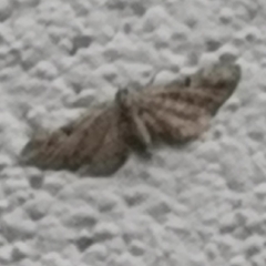 Eupithecia pusillata