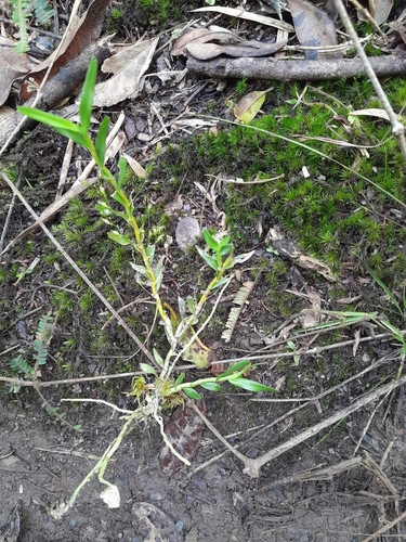 Angraecum caricifolium image