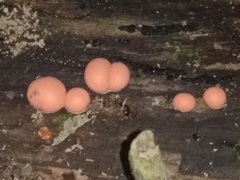 Lycogala epidendrum