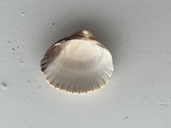Cerastoderma edule