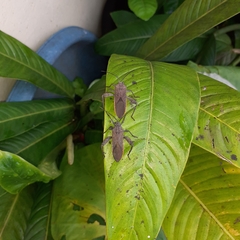 Physomerus grossipes