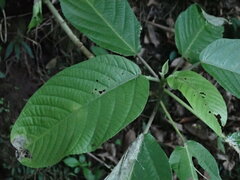 Dendrocnide meyeniana