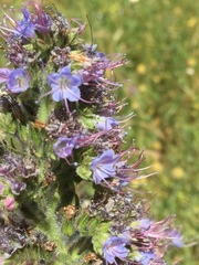 Echium lusitanicum