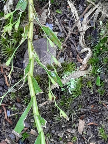 Angraecum caricifolium image