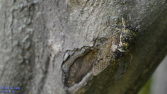 Hyalessa maculaticollis