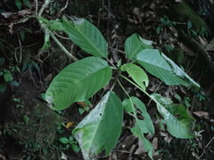 Dendrocnide meyeniana
