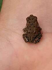 Anaxyrus fowleri