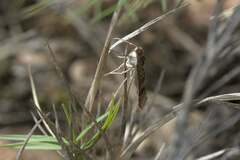 Nomophila noctuella