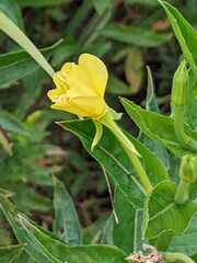 Oenothera laciniata