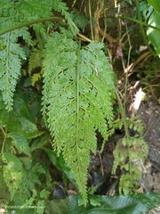 Asplenium ritoense