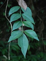 Zanthoxylum scandens