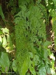 Asplenium ritoense