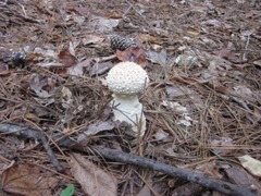 Amanita magniverrucata