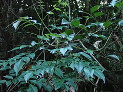 Zanthoxylum scandens