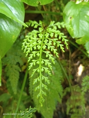 Asplenium ritoense