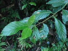 Maesa perlaria formosana